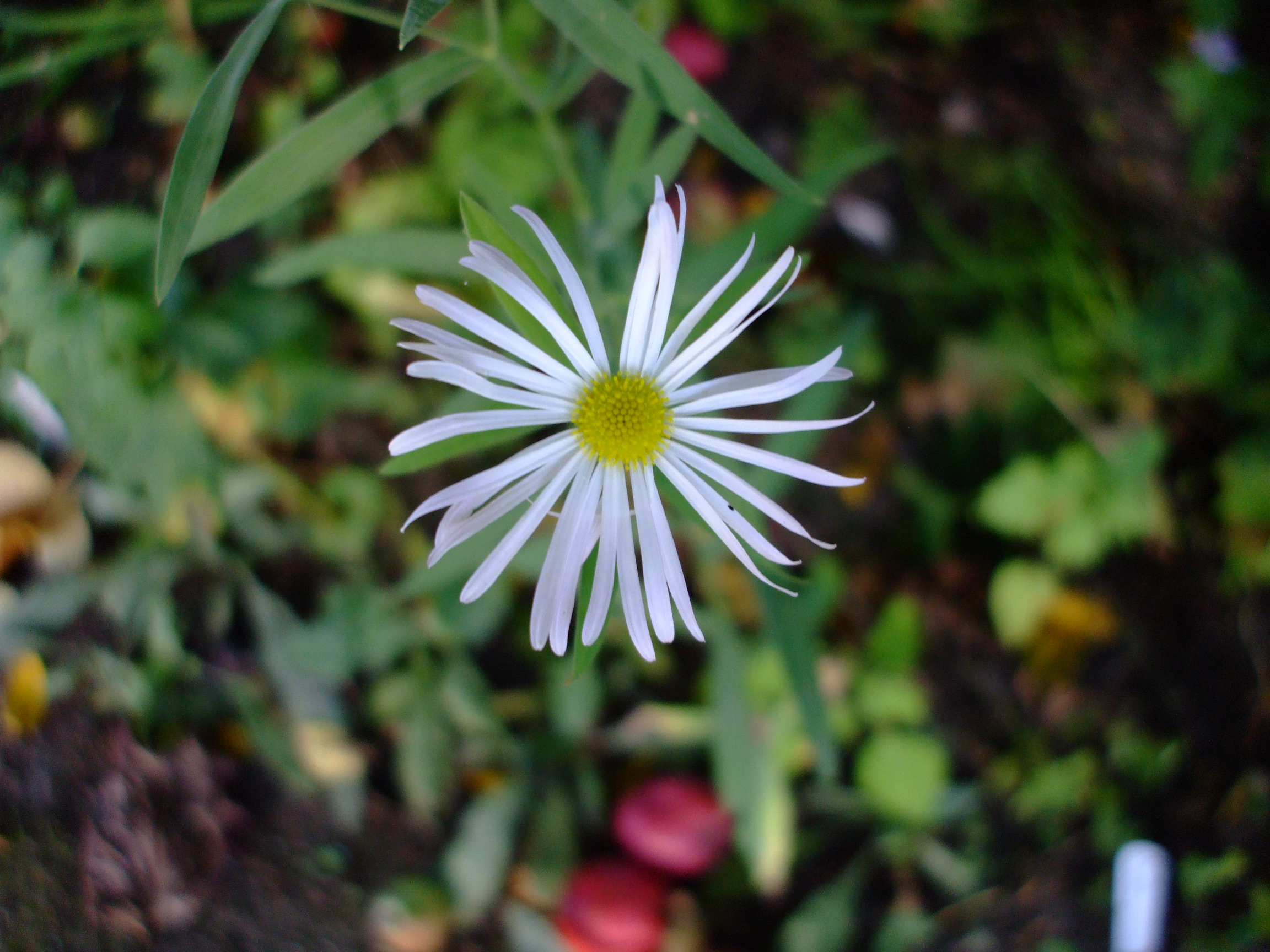 Boltonia asteroides
